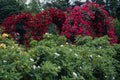 476095 Rose Arches A4 Photo Print
