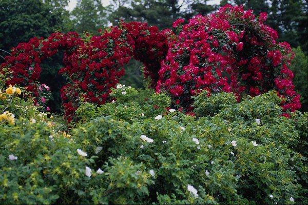 476095 Rose Arches A4 Photo Print