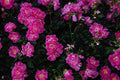476096 Kordesii Rose 'William Baffin' A4 Photo Print