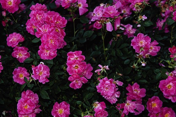 476096 Kordesii Rose 'William Baffin' A4 Photo Print