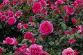 476097 Alfie Miniature Rose 'Poulfi' A4 Photo Print
