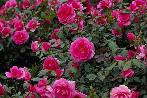476097 Alfie Miniature Rose 'Poulfi' A4 Photo Print