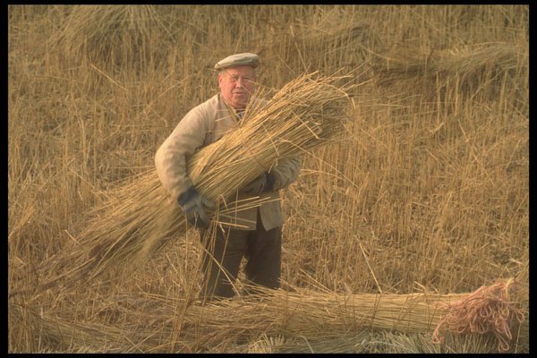 477001 Straw For Thatch Roofs, Denmark A4 Photo Print