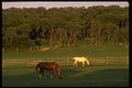 477003 Indian Field Ranch, New York A4 Photo Print