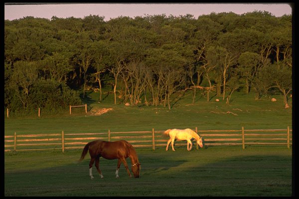 477003 Indian Field Ranch, New York A4 Photo Print