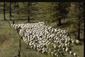 477005 Drove Of Sheep, Switzerland A4 Photo Print