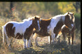 477006 Typical Horses In A Field, Switzerland A4 Photo Print