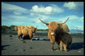 477007 Highland Cattle Near Oban, Scotland A4 Photo Print