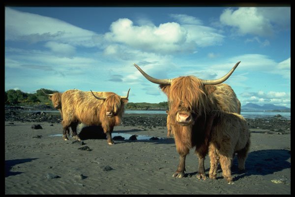 477007 Highland Cattle Near Oban, Scotland A4 Photo Print