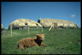 477008 Reconstructed Crafters' Houses, Isle Of Skye, Scotland A4 Photo Print