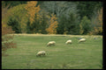 477010 Sheep Grazing In The Field, Drysdale, Nova Scotia A4 Photo Print