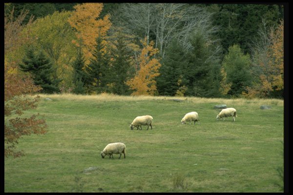 477010 Sheep Grazing In The Field, Drysdale, Nova Scotia A4 Photo Print