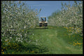 477011 Apple Orchard Cultivating, Nova Scotia A4 Photo Print