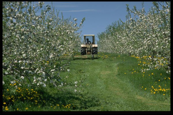 477011 Apple Orchard Cultivating, Nova Scotia A4 Photo Print