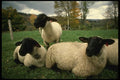 477012 Black faced Sheep, Waitsfield, Vermont A4 Photo Print