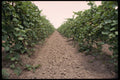 477014 Grapevines In Vineyard A4 Photo Print