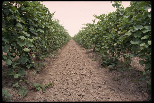 477014 Grapevines In Vineyard A4 Photo Print