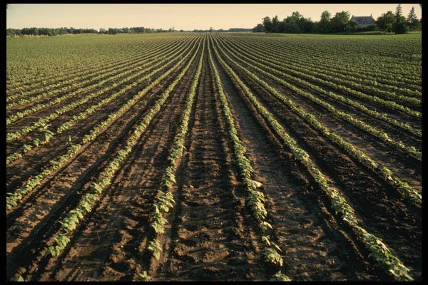 477018 Field Of Young Soybeans A4 Photo Print