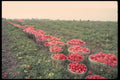 477019 Baskets Of Tomatoes At Edge Of Field A4 Photo Print