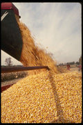 477020 Harvester With Stream Of Corn A4 Photo Print