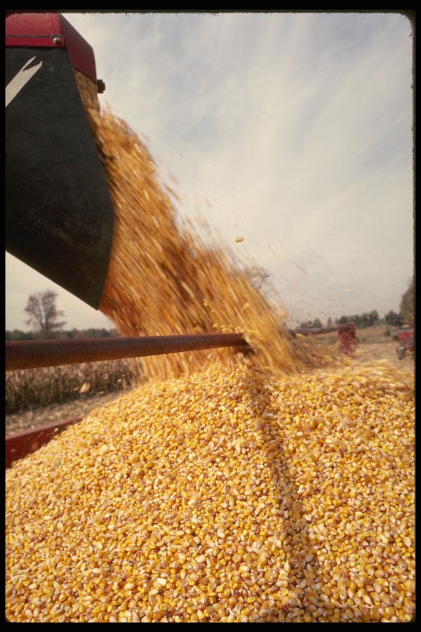 477020 Harvester With Stream Of Corn A4 Photo Print