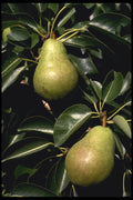 477021 Pears A4 Photo Print