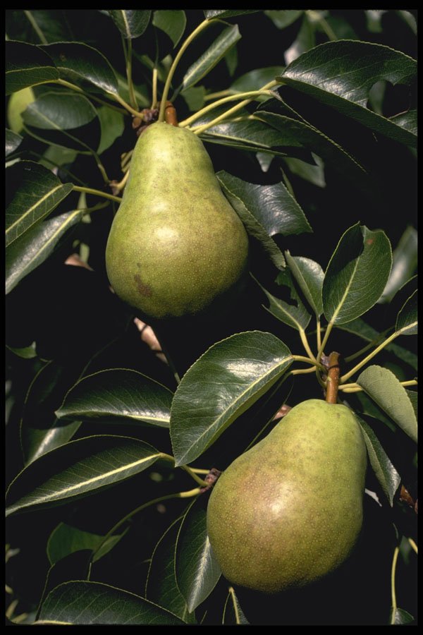 477021 Pears A4 Photo Print