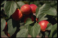 477022 Nectarines A4 Photo Print