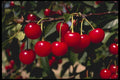477023 Cherries A4 Photo Print