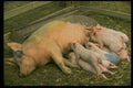 477024 Pig And Piglets, Cornwall, England A4 Photo Print