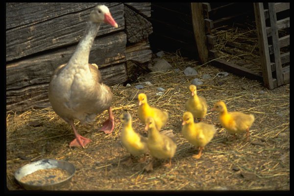 477025 Goose And Goslings A4 Photo Print