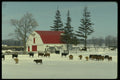 477029 Farm Scene, Milton, Ontario A4 Photo Print