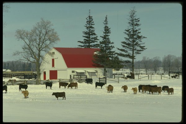 477029 Farm Scene, Milton, Ontario A4 Photo Print