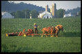 477034 Amish Farm, Belmont Road, Paradise A4 Photo Print