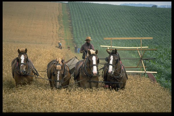 477036 Amish Working In The Fields, Intercourse A4 Photo Print