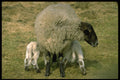 477040 Hill Sheep With Twins, West Yorkshire Moors, England A4 Photo Print