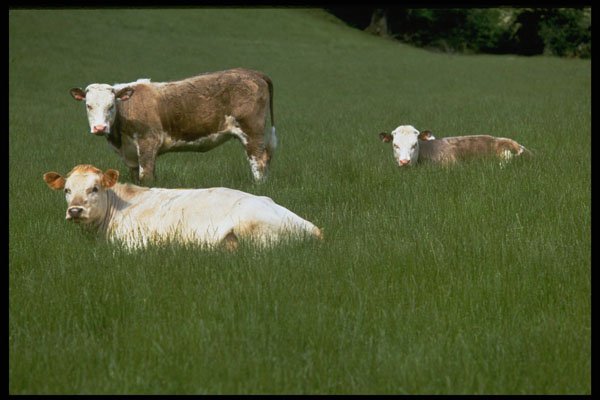477043 Cows In A Field A4 Photo Print