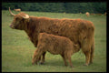 477048 Small Calf Feeding, Lopez Island, Washington A4 Photo Print