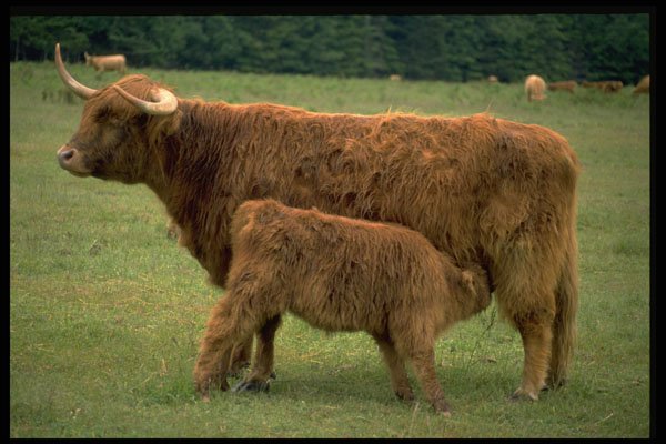 477048 Small Calf Feeding, Lopez Island, Washington A4 Photo Print