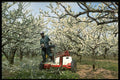 477049 Pruning Peach Trees A4 Photo Print
