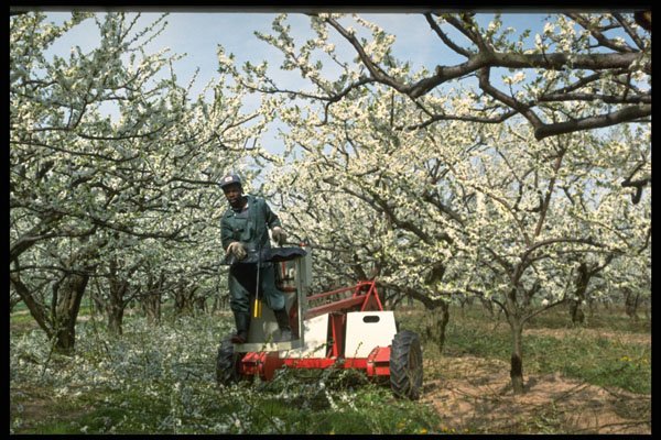 477049 Pruning Peach Trees A4 Photo Print