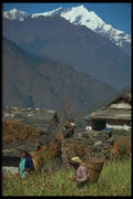 477050 Field Workers, Nepal A4 Photo Print