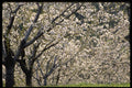 477051 Fruit Trees In Bloom, Hood River, Oregon A4 Photo Print