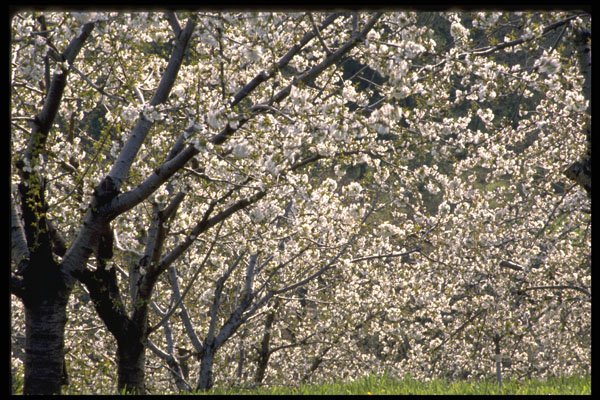 477051 Fruit Trees In Bloom, Hood River, Oregon A4 Photo Print