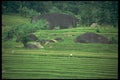 477052 Rice Paddy Terraces, China A4 Photo Print