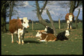 477053 Cows, Kent, England A4 Photo Print