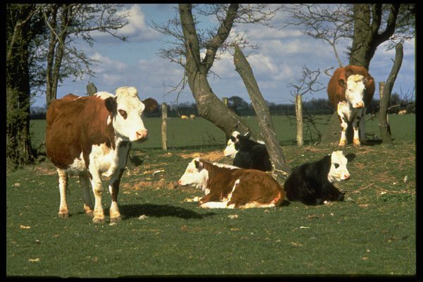 477053 Cows, Kent, England A4 Photo Print