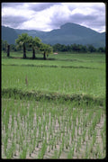 477054 Rice Fields, Thailand A4 Photo Print