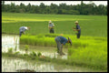 477055 Peasants In A Rice Field, Thailand A4 Photo Print