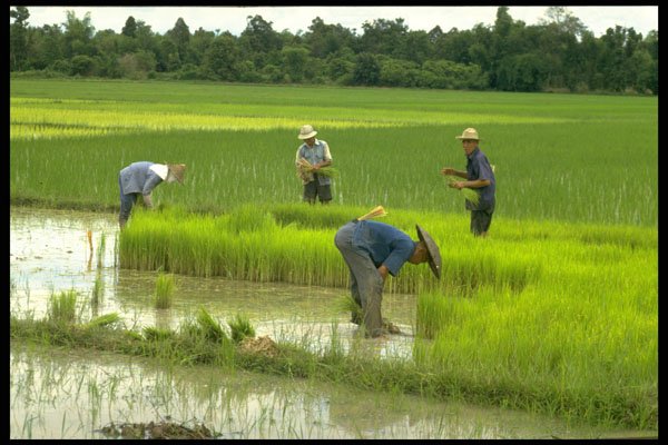 477055 Peasants In A Rice Field, Thailand A4 Photo Print